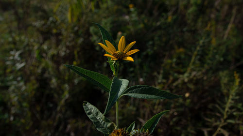 Close-up of yellow flowering plant