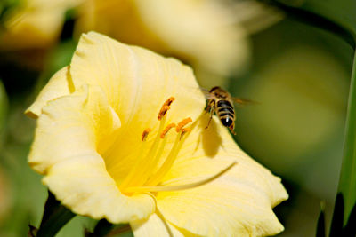 Close-up of bee pollinating on flower