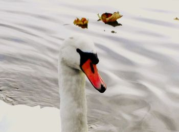 Close-up of swan swimming in lake