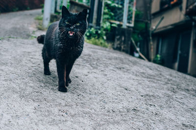 Portrait of black cat standing on street