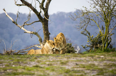 Lions on grassy field against mountain
