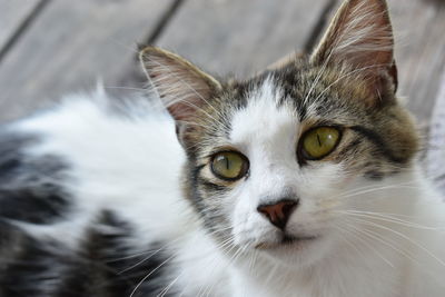 Close-up portrait of cat