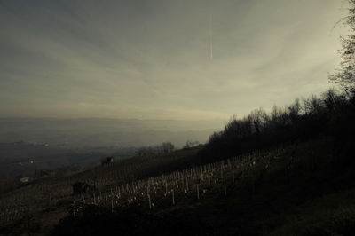 Scenic view of vineyard against sky