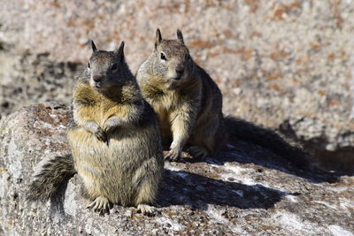 Two cats sitting on rock