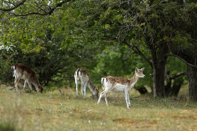 Deer standing in a forest