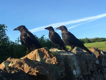 Ravens perching on rock formation against sky