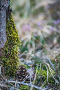 Close-up of moss growing on field