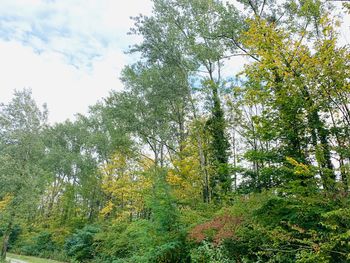 Low angle view of trees in forest against sky