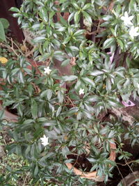 High angle view of flowering plants