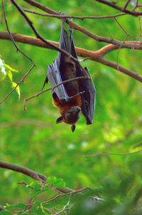 Close-up of a bird flying