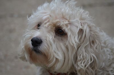 Close-up portrait of dog