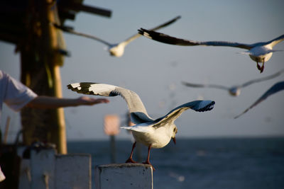 Seagulls flying over sea