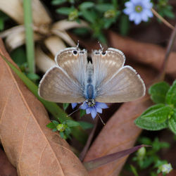 High angle view of insect on plant