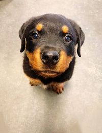 High angle portrait of dog on floor