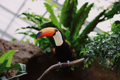 Close-up of bird perching on a tree