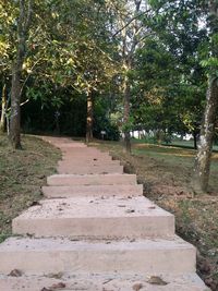 Trees growing in park