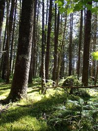 Trees in forest