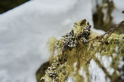 Close-up of snow covered plant