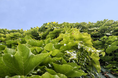 Close-up of fresh green plants