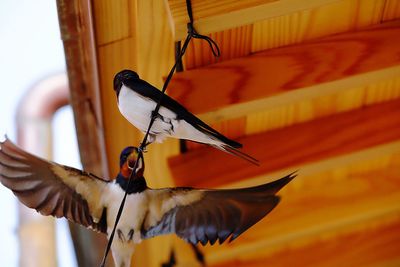 Low angle view of bird flying