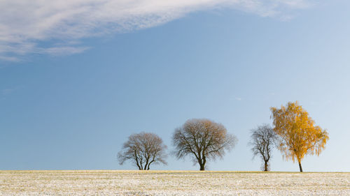 Trees on field against sky