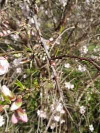 Close-up of a flower on tree