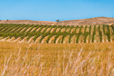 Scenic view of agricultural field against clear sky