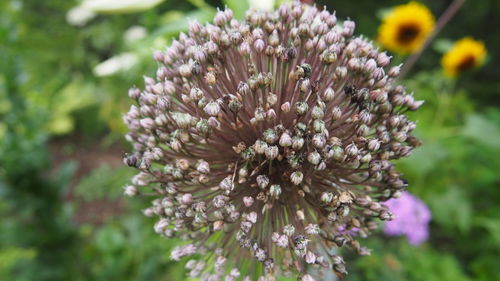 Close-up of flowers blooming outdoors