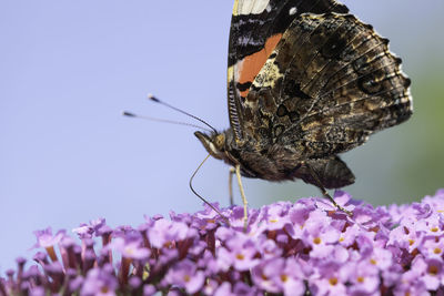 Close-up of butterfly pollinating on purple flower