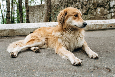 High angle view of golden retriever sitting on street