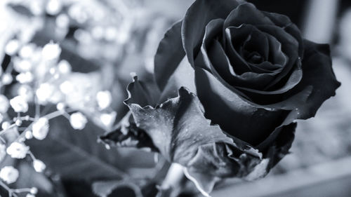 Close-up of rose plant