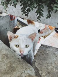 High angle view portrait of cat by wall
