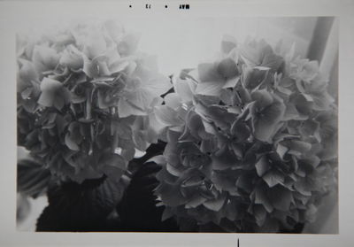 Close-up of flowers
