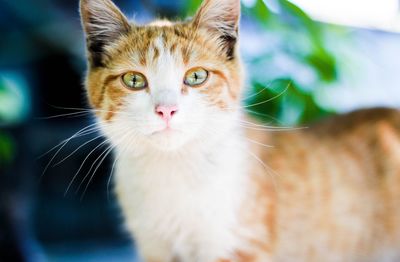 Close-up portrait of cat