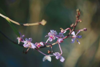 Close-up of pink flowers on branch