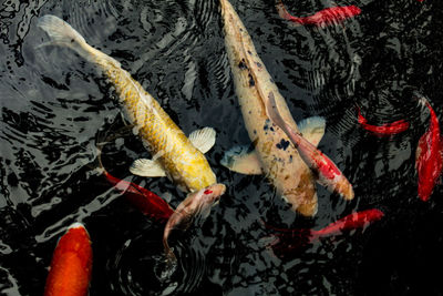 High angle view of koi carps swimming in lake