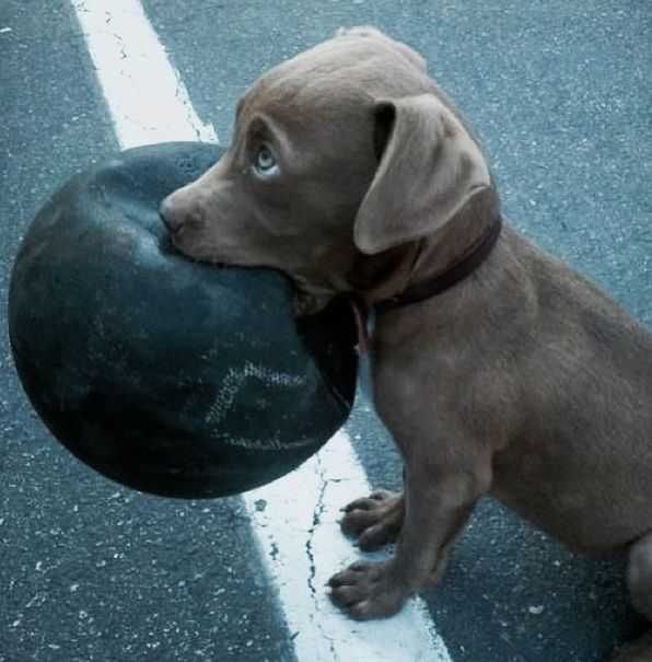 animal themes, dog, pets, one animal, domestic animals, mammal, high angle view, full length, close-up, indoors, no people, relaxation, day, zoology, floor, street, two animals, sitting, looking away