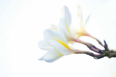 Close-up of white flower against white background