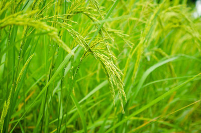 Close-up of wheat growing on field