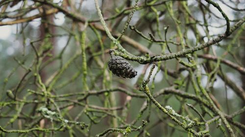 Low angle view of bird perching on branch