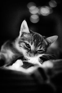 Close-up portrait of a cat