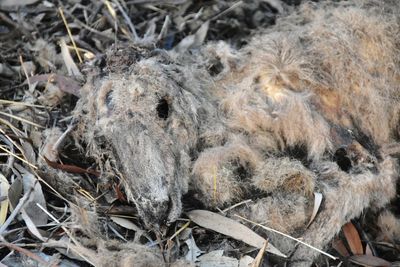 High angle view of an animal