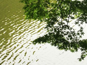 Tree branches over water