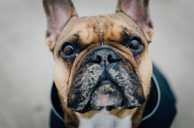 Close-up portrait of dog