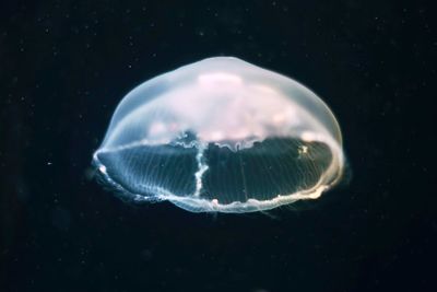 Close-up of jellyfish swimming in sea