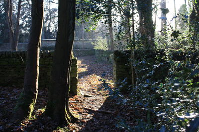 Trees in forest