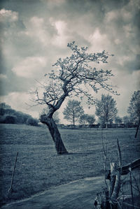 tree