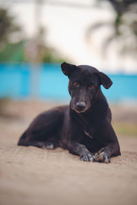 Portrait of black dog sitting outdoors