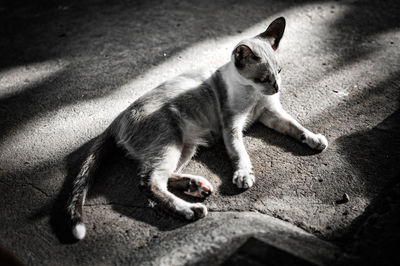 High angle view of cat lying on footpath