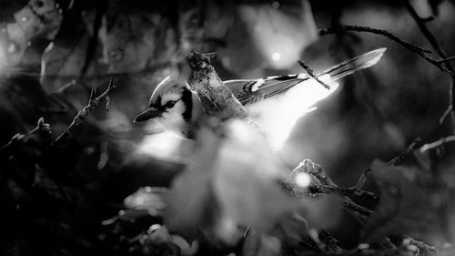 View of birds on branch